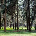 Exploring the Role of Subscription Gardening Services in Automotive Leasing: World7 id, Mahadev betting login, Silver 777 login